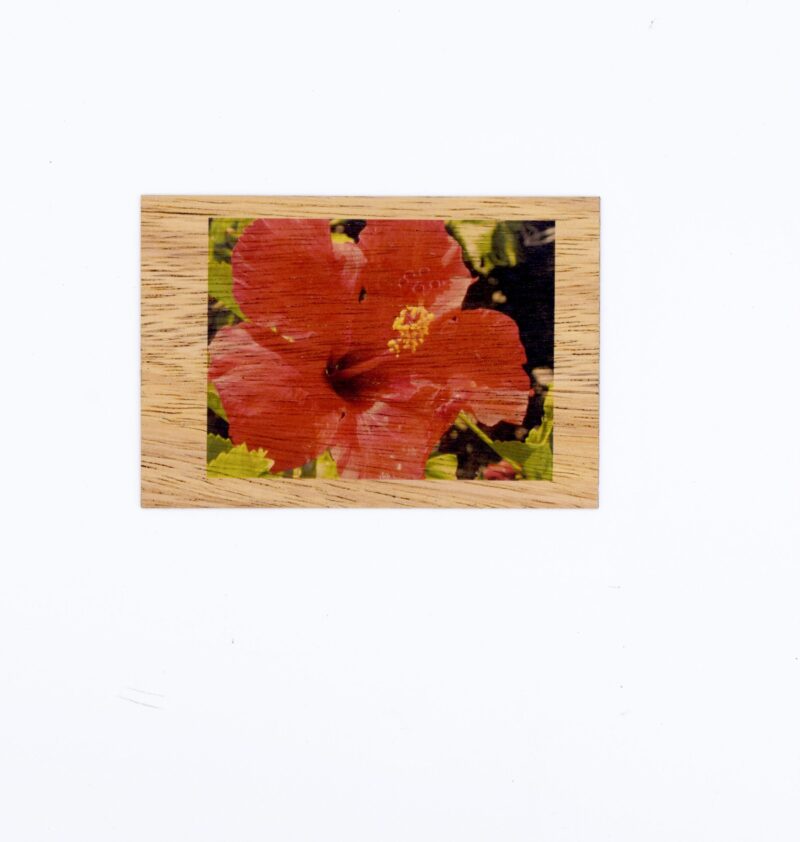 Red Hibiscus