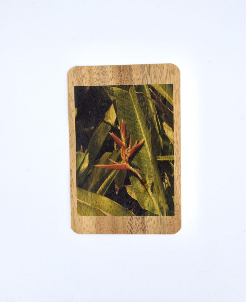 Bird Of Paradise 2