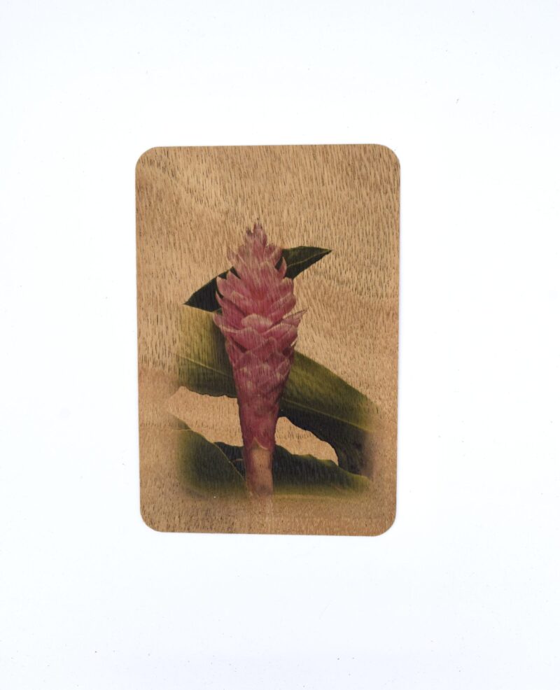 Pink Ginger