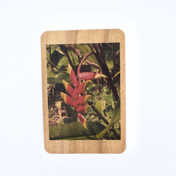 Heliconia