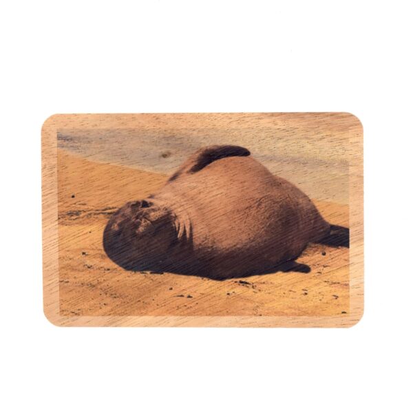 Hawaiian Monk Seal