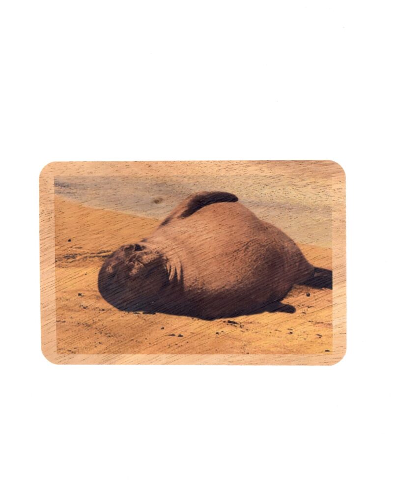 Hawaiian Monk Seal